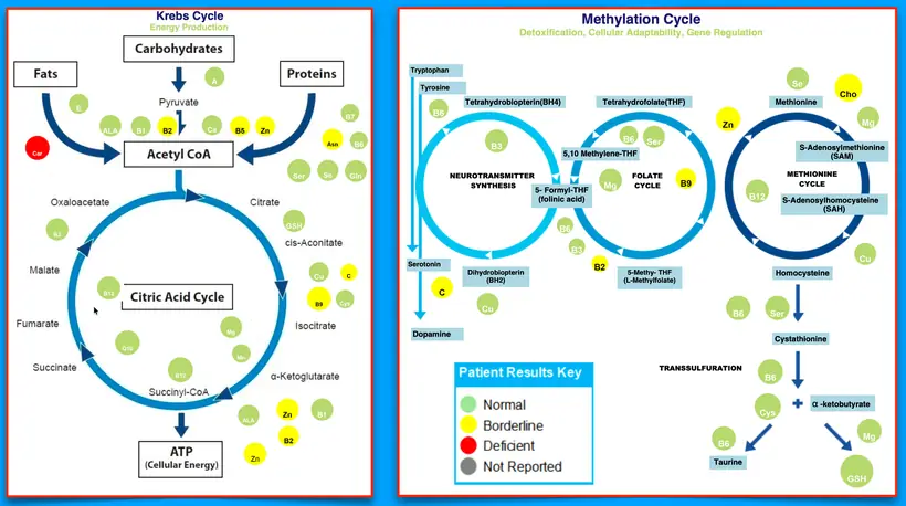 Krebs cycle and methylation cycle diagrams with each cofactor marked normal, borderline or deficient from a client's results