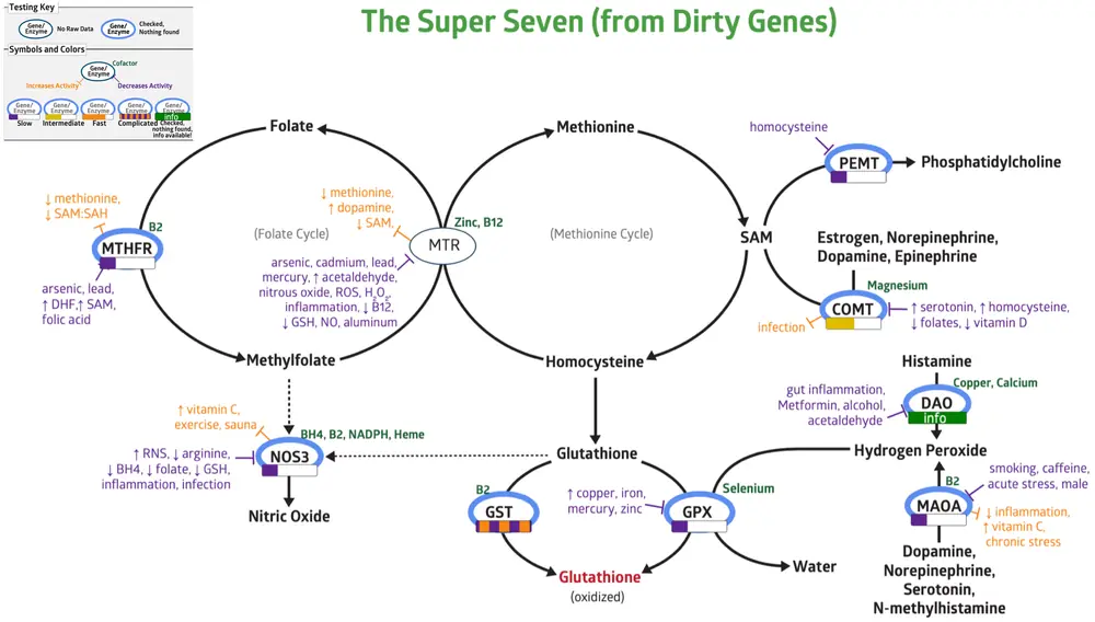 Methylation and detoxification pathway map showing the seven genes assessed, with variants marked on each enzyme